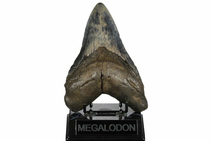 Fossil Megalodon Tooth - Huge Meg Tooth #182964